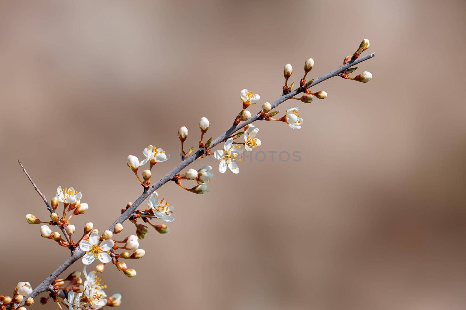 Branch with beautiful fresh spring flowers