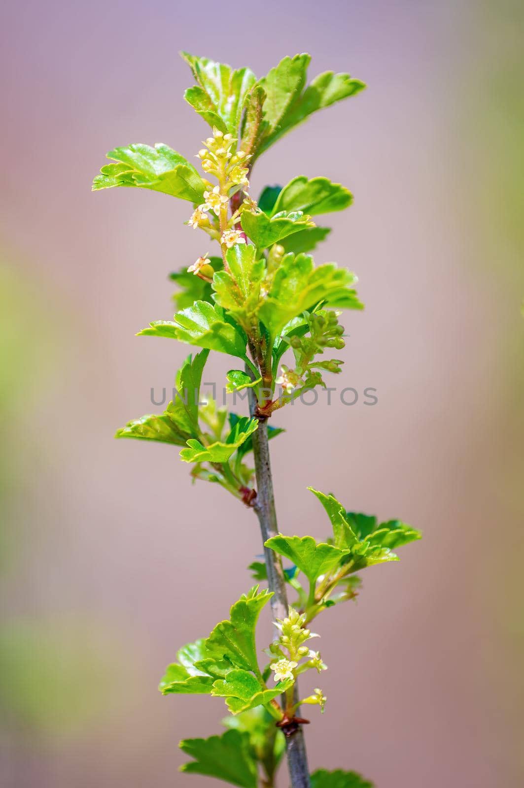 twig with beautiful fresh spring bud