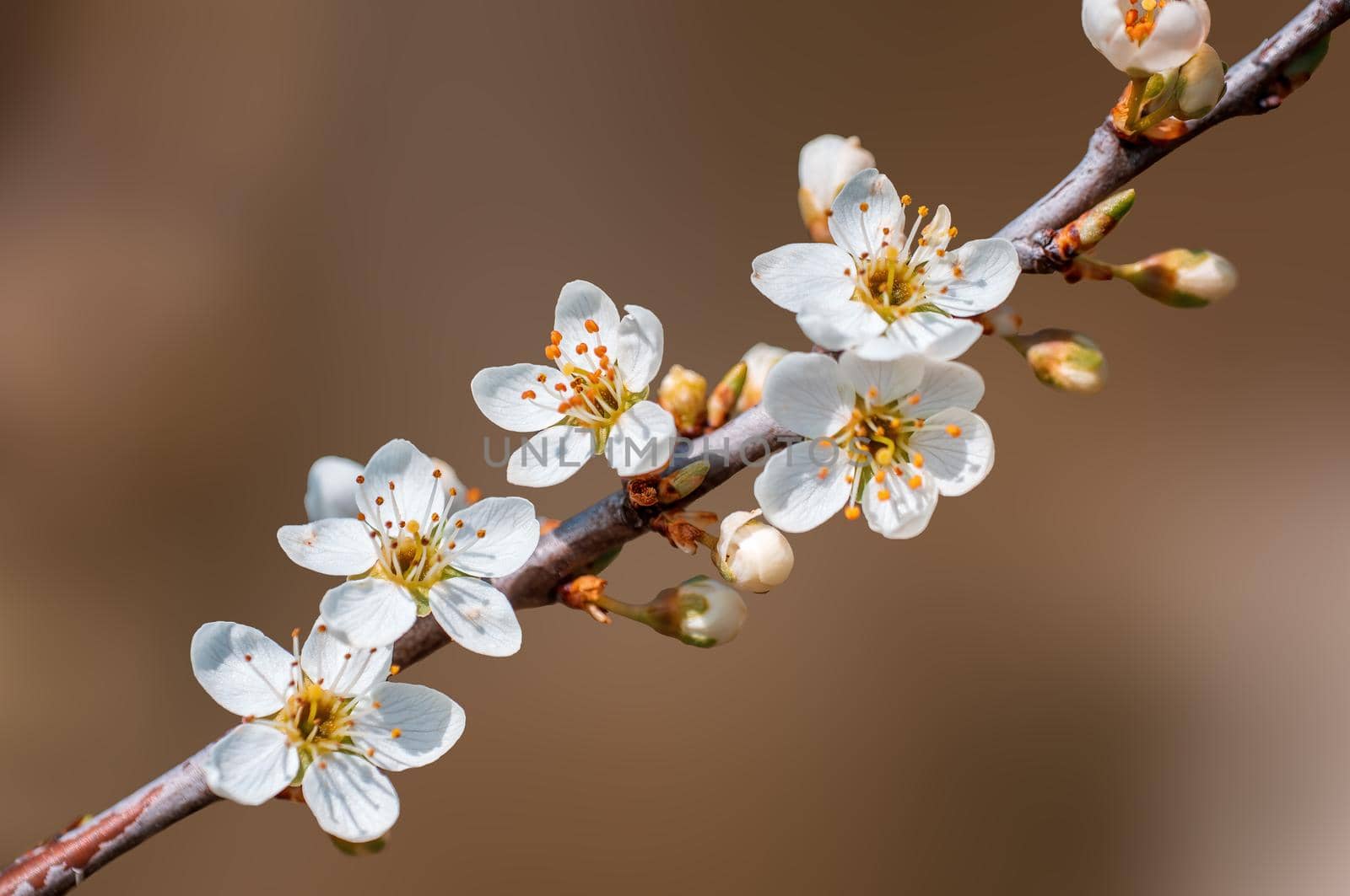 Branch with beautiful fresh spring flowers