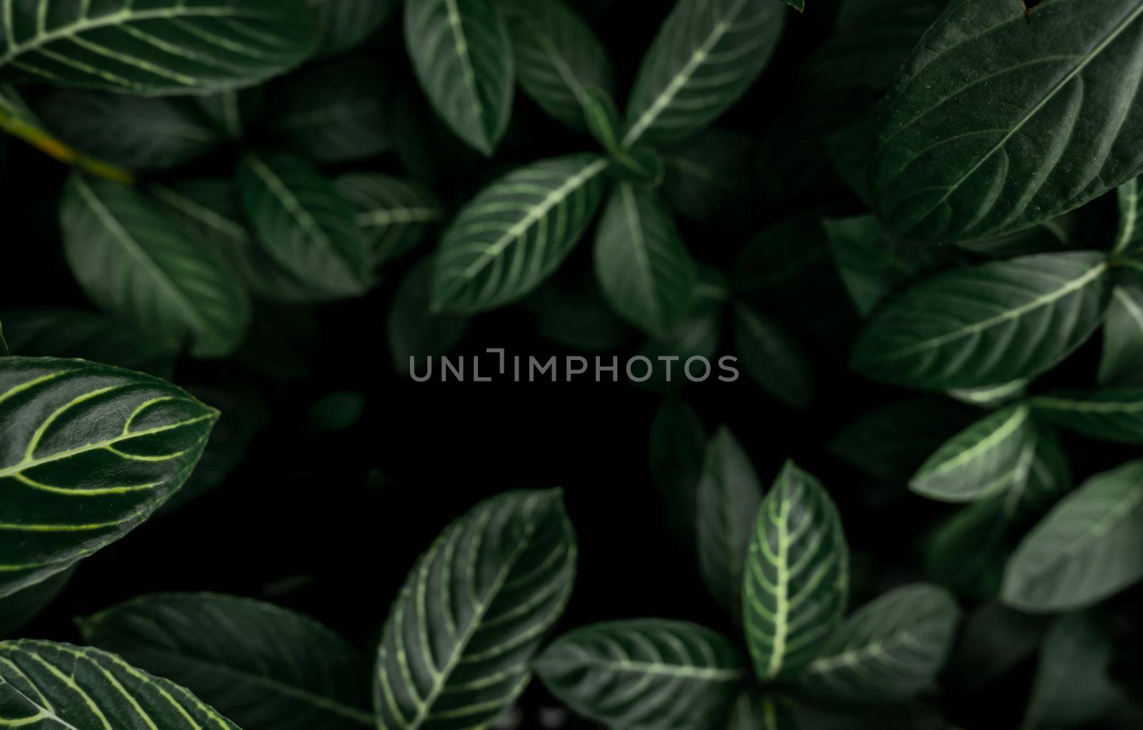 Green leaves texture background. Dense dark green leaves in jungle. Nature abstract background. Plant in tropical forest. Exotic plant in garden. Organic wallpaper. Foliage pattern. Tropical greenery.