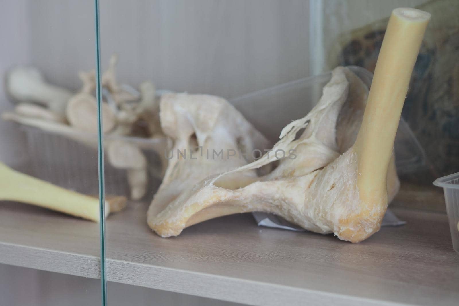 Human bones. Bones of the pelvis, hip joint. Anatomy. by Olga26