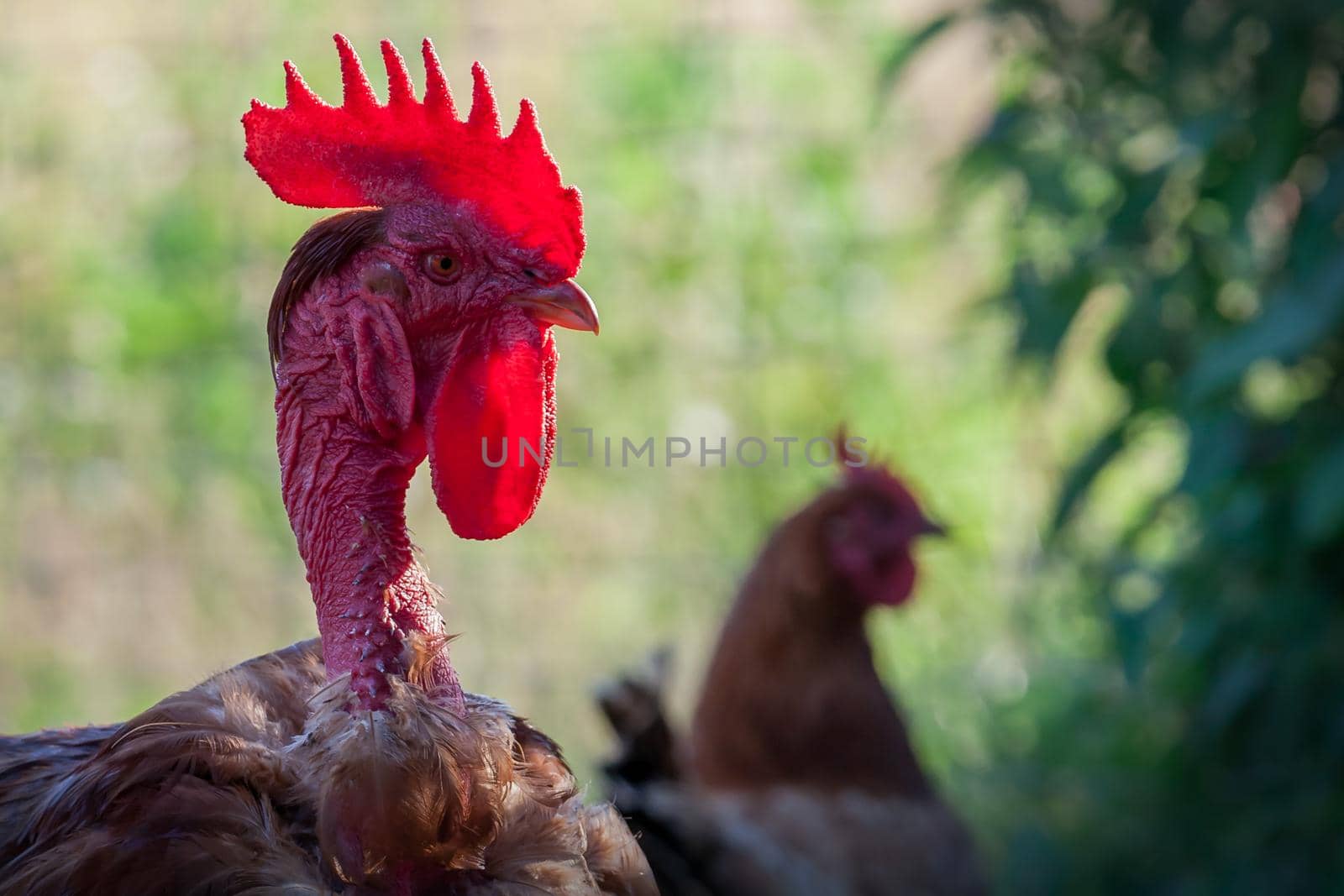 Naked neck rooster with lighting crest in a green plants background