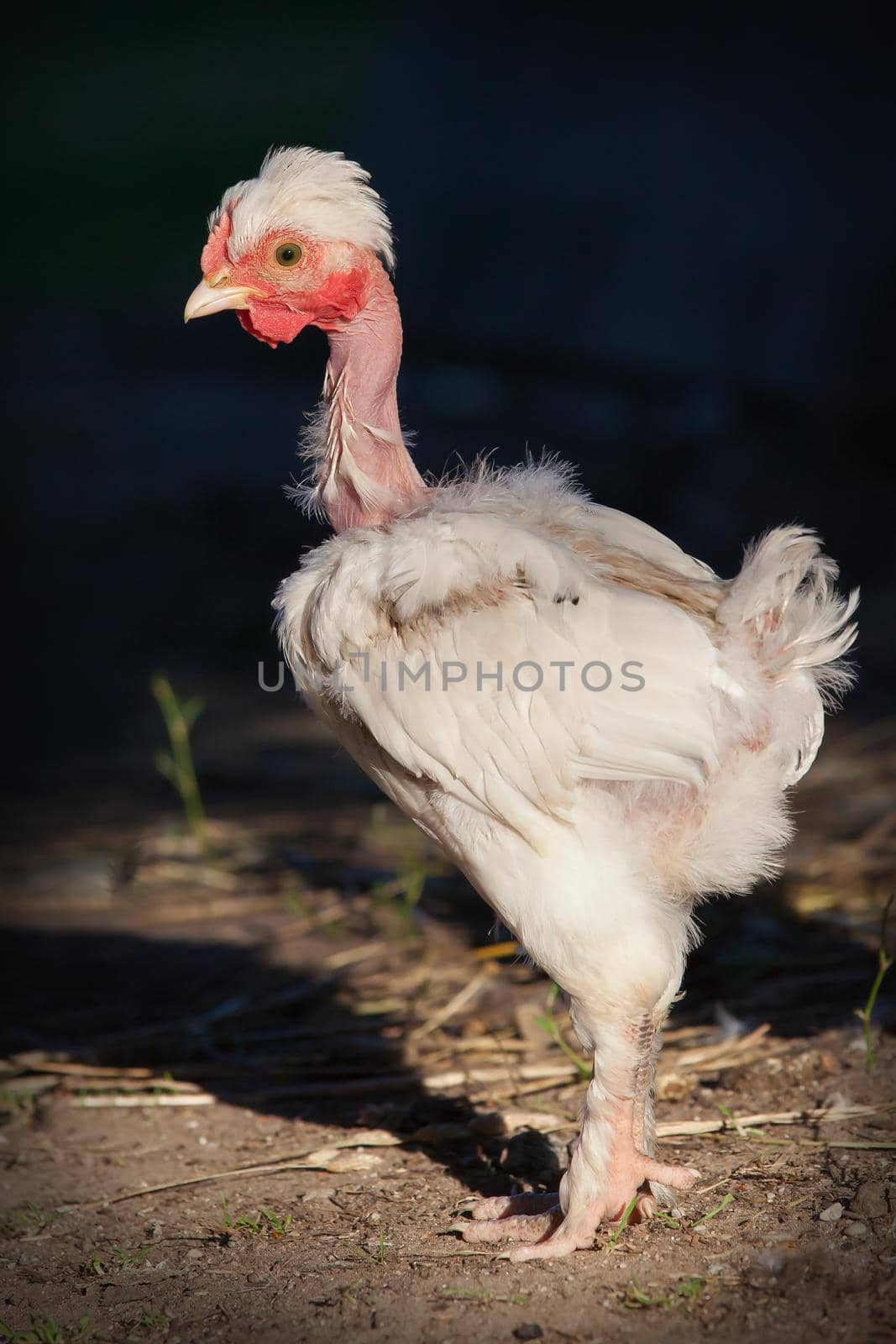 Portrait of naked neck white chicken in a dark background