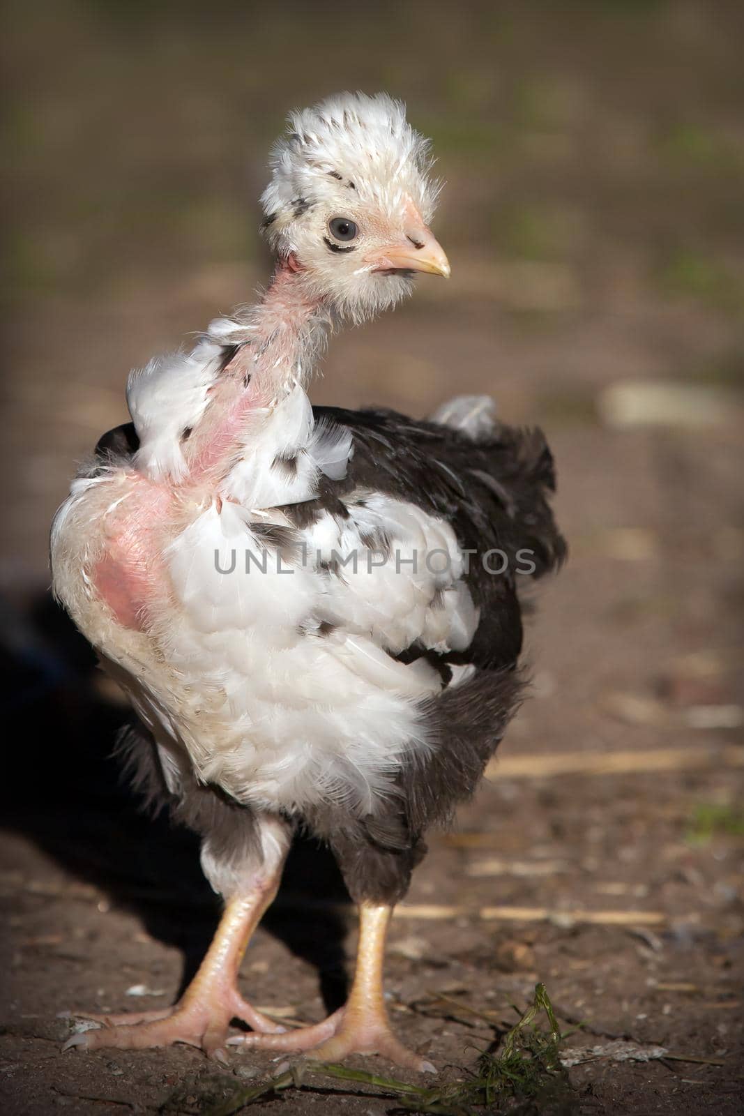 Naked neck white and black spotty chicken by Lincikas