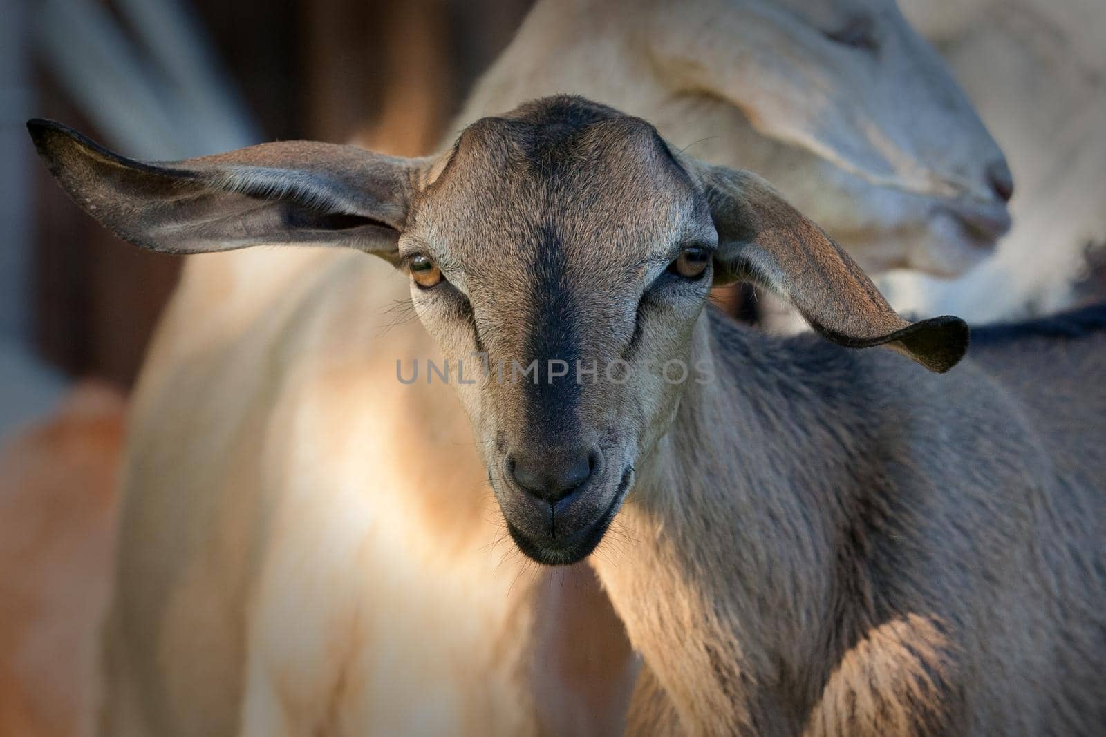 Anglo-Nubian goat with very large ears portrait