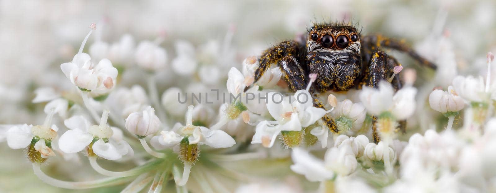 Jumping spider on the nice white wedding flowers by Lincikas