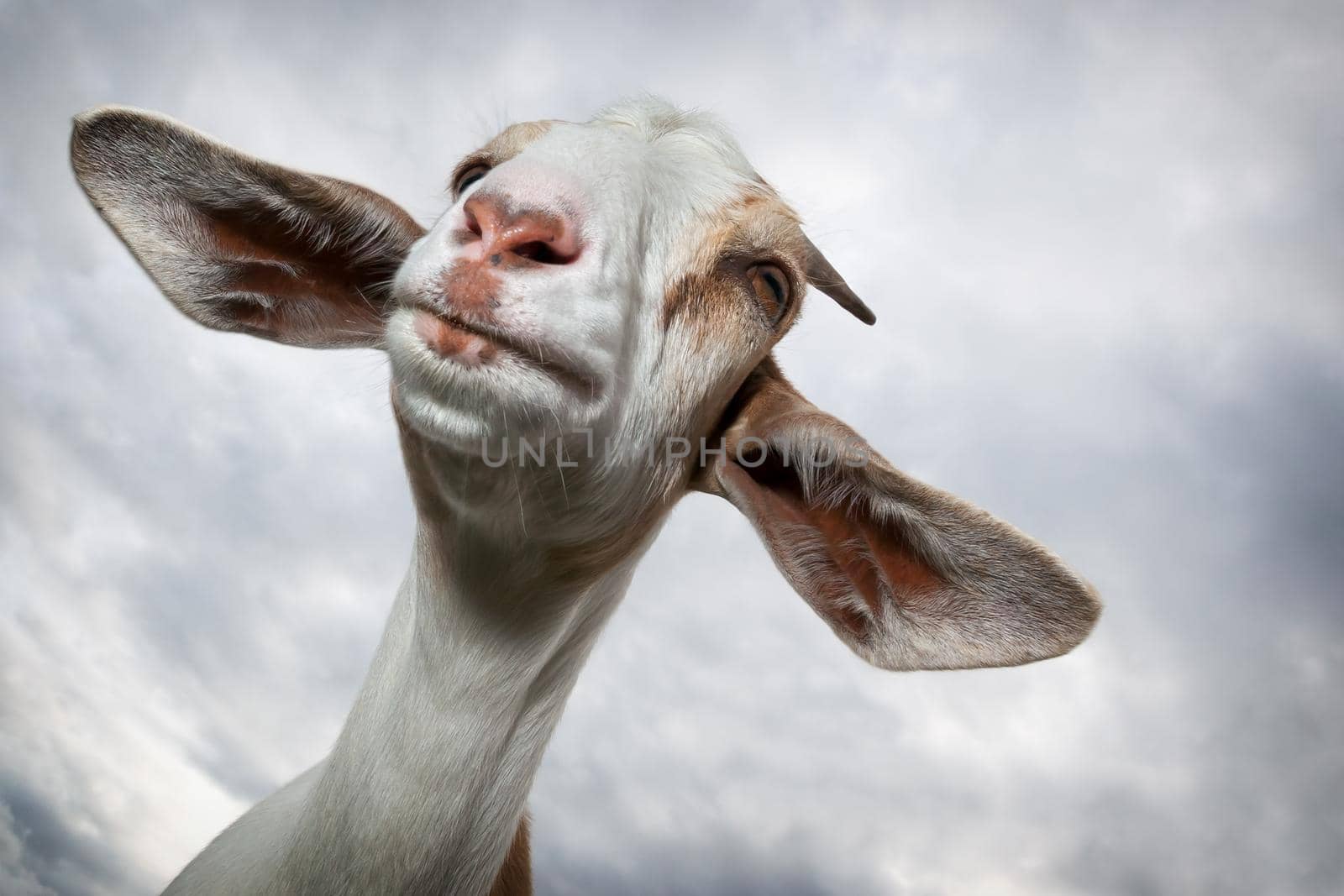Goat with big ears in the sky background