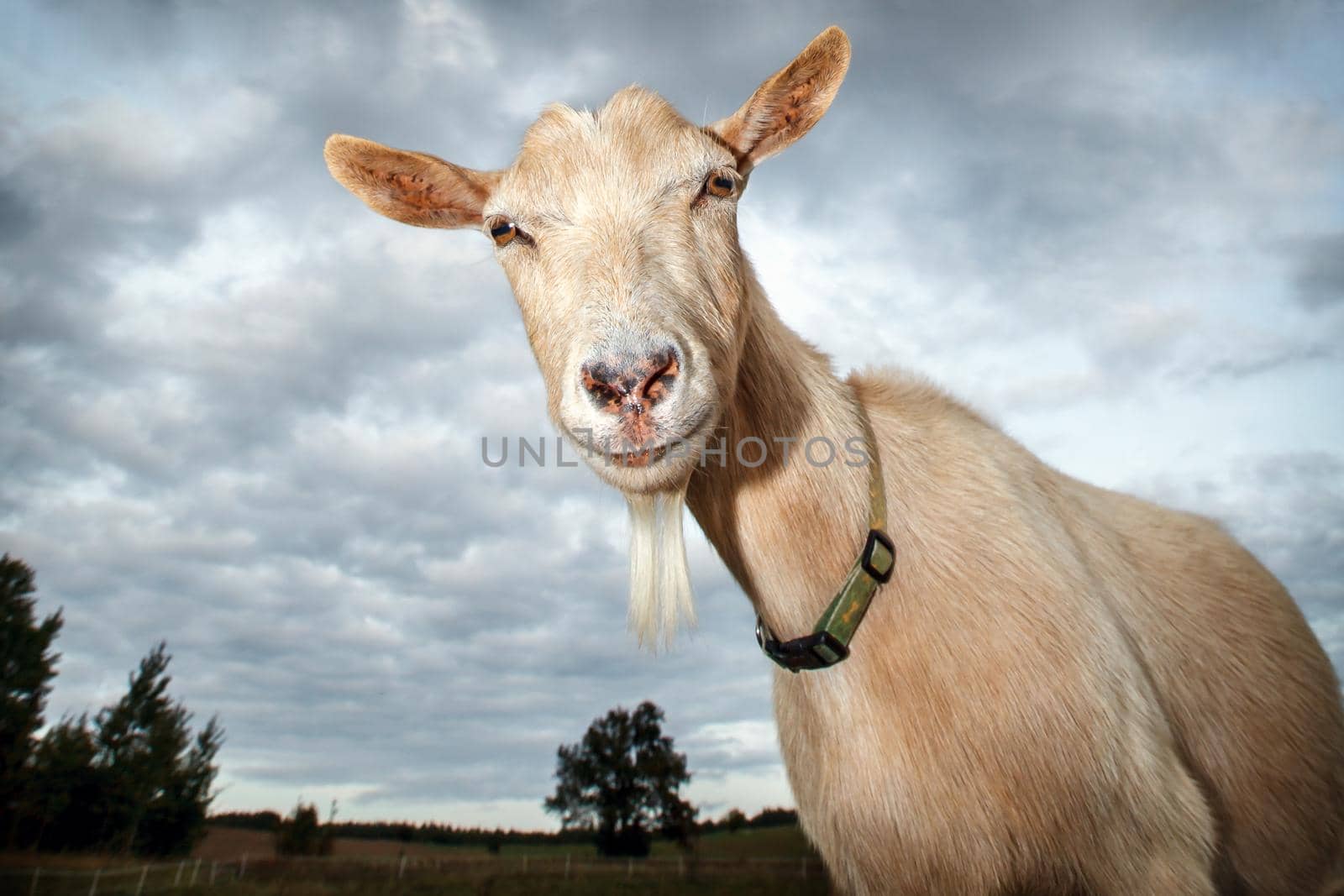 Goat look at the camera and nice blue sky background with clouds