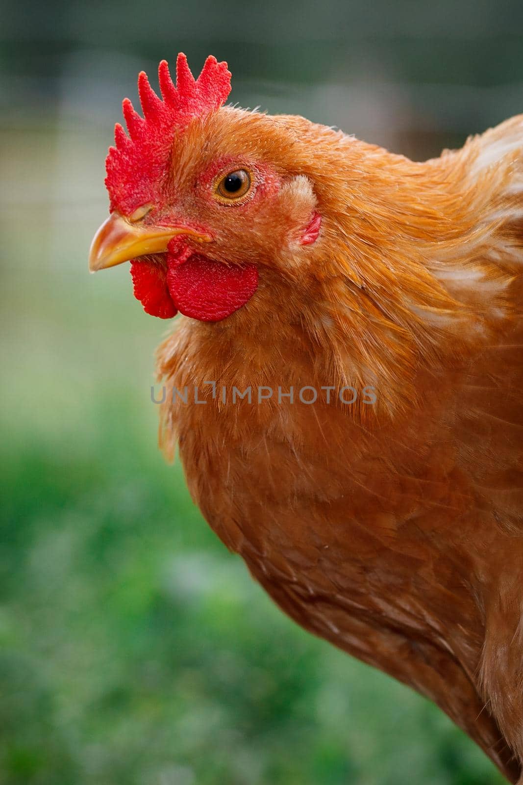 Nice golden hen in a green background