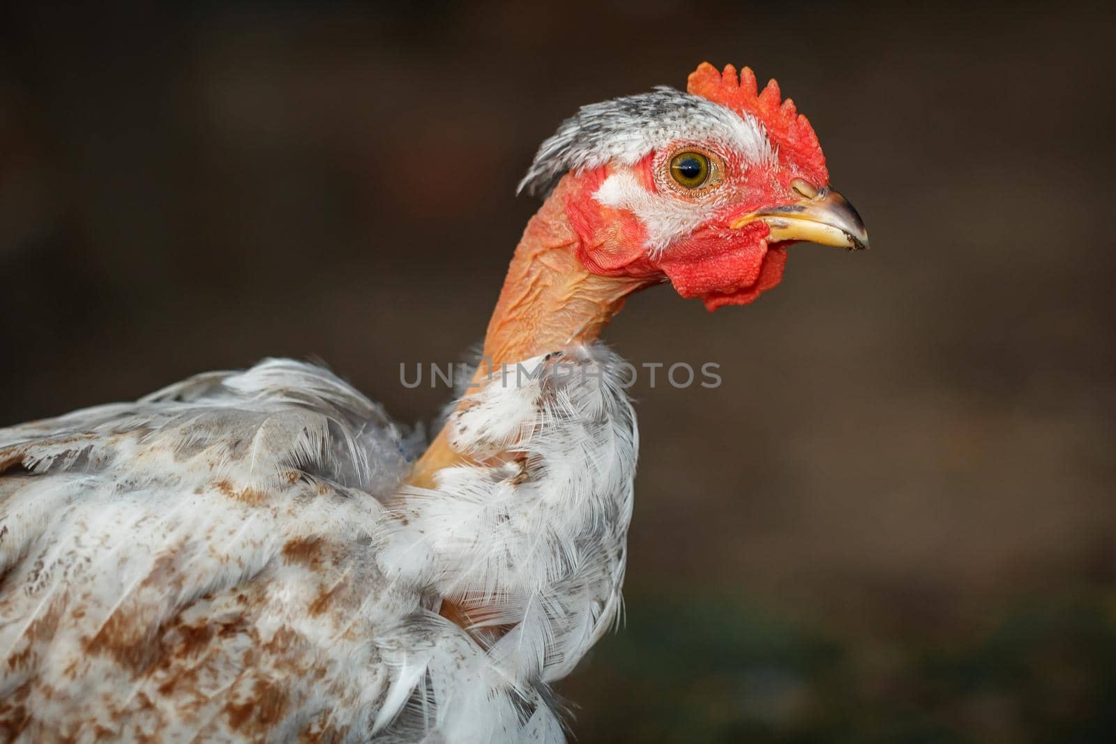 Bald neck young chicken portrait by Lincikas