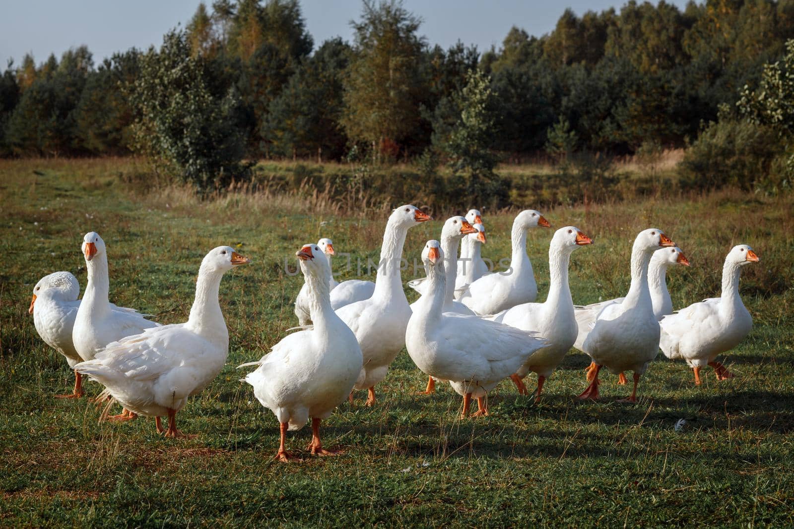 White gooses grazing on the meadow near the forest by Lincikas