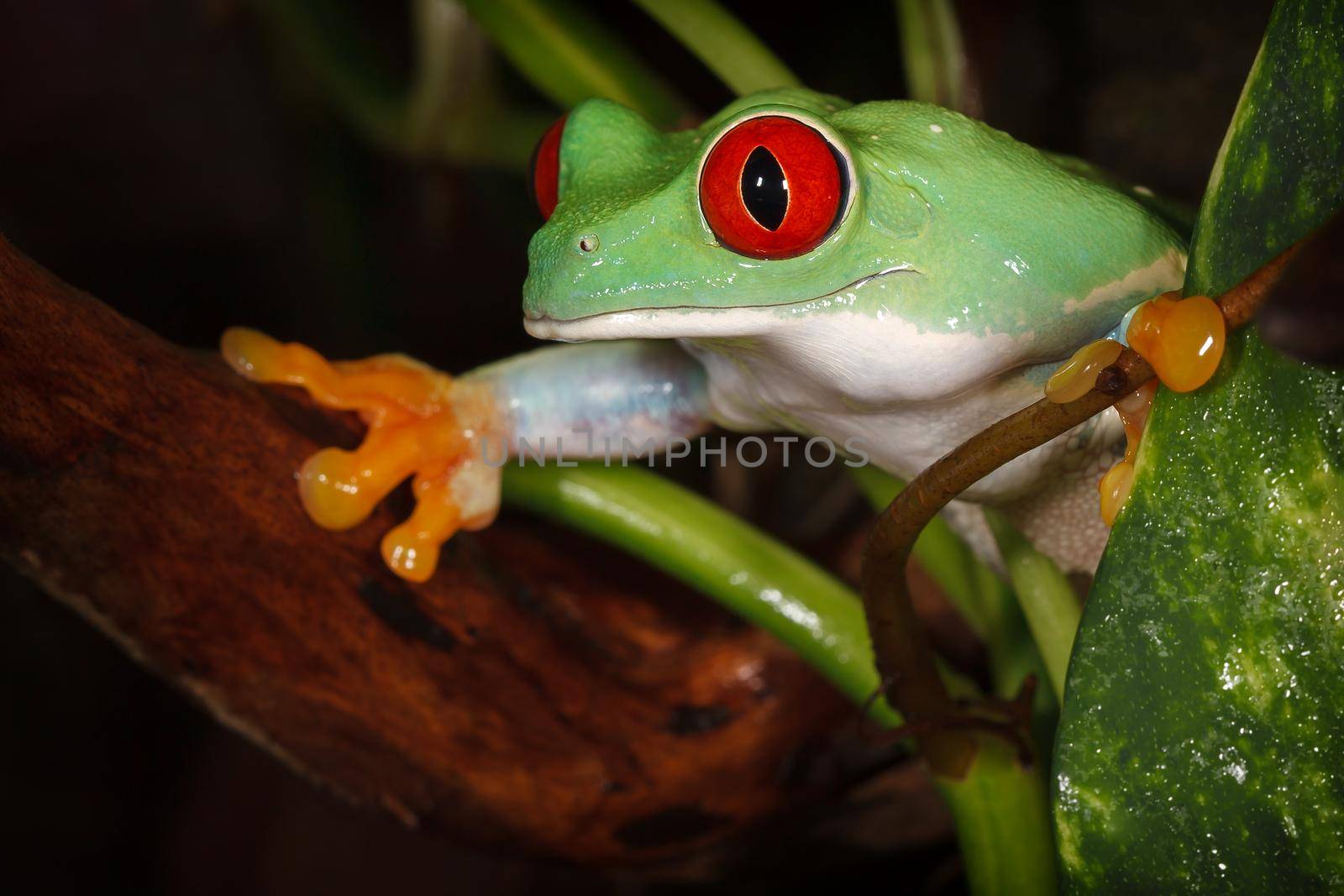 Red eyed tree frog carefully watching the environment between the plants leafs