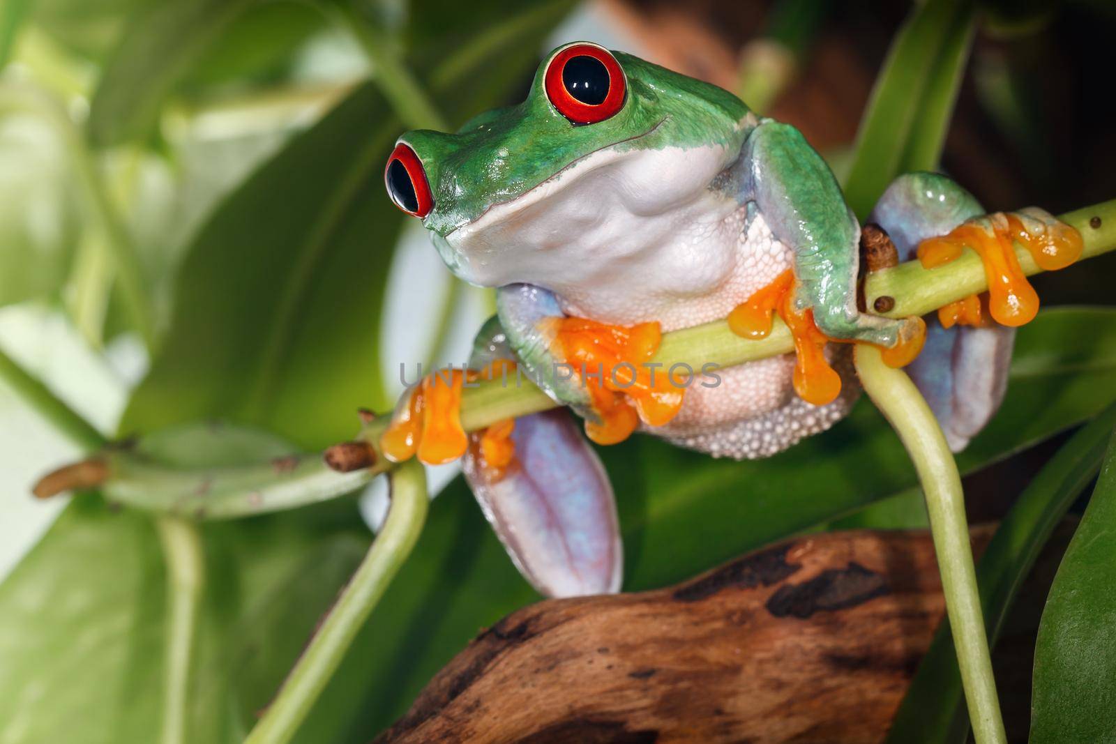 Red eyed tree frog with big gums sitting on the plant stem