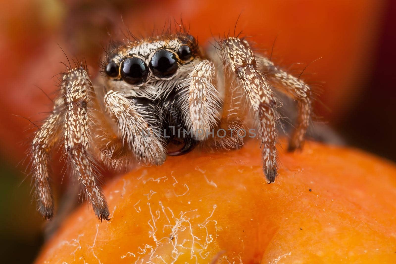 Little Jumping spider close up and orange rowan fruit