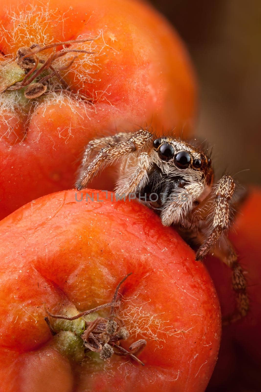 Little Jumping spider close up and orange rowan fruit