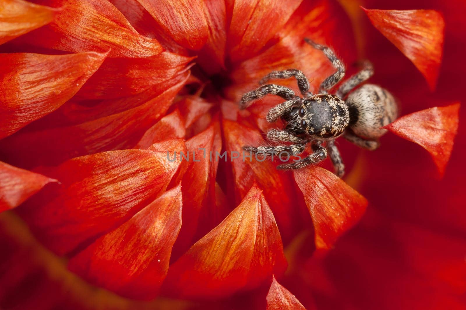 Small jumping spider on red dry flower