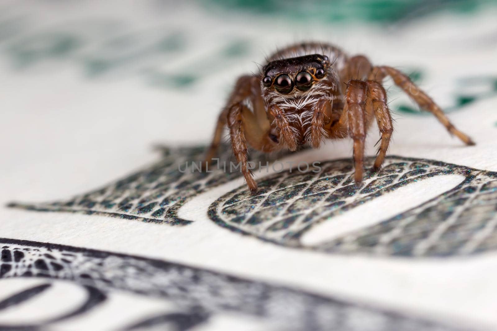 Jumping spider on hundred dollars by Lincikas
