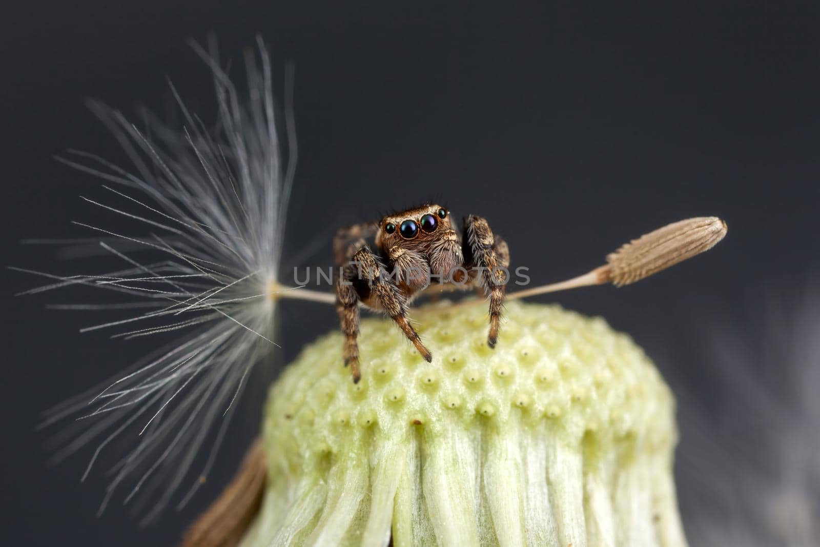 Jumping spider and big dandelion seed in background