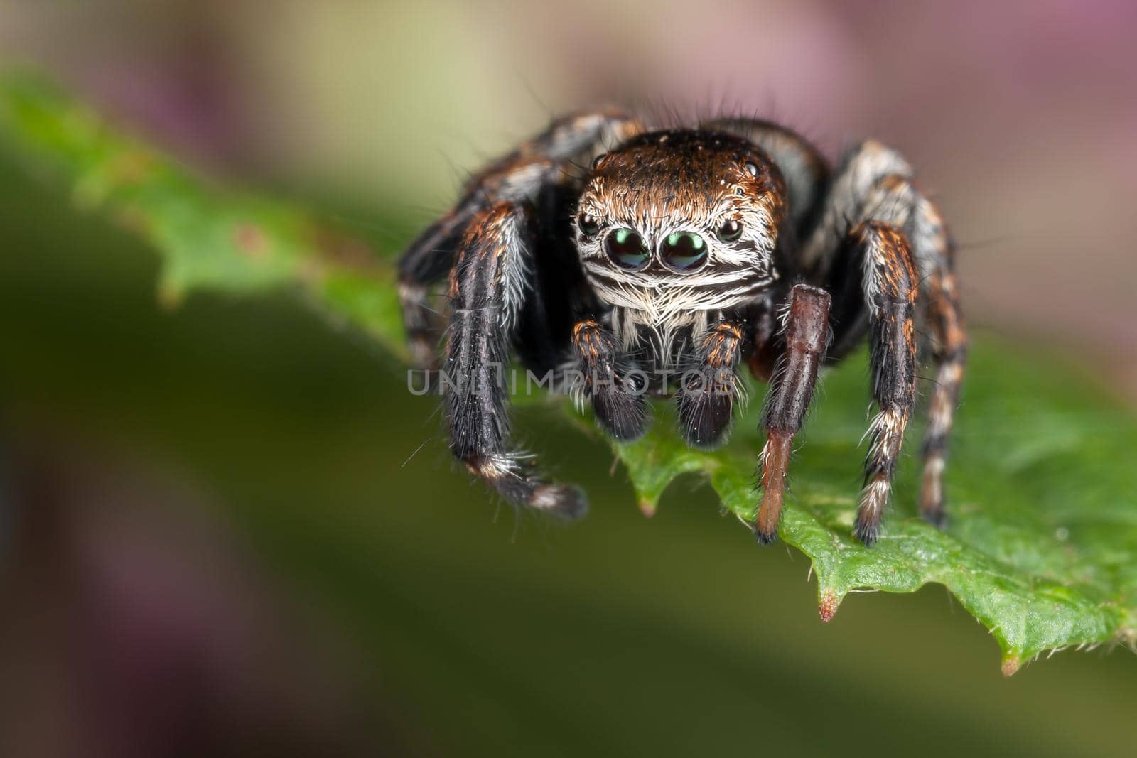 Jumping spider on the leaf edge ready to jump down by Lincikas