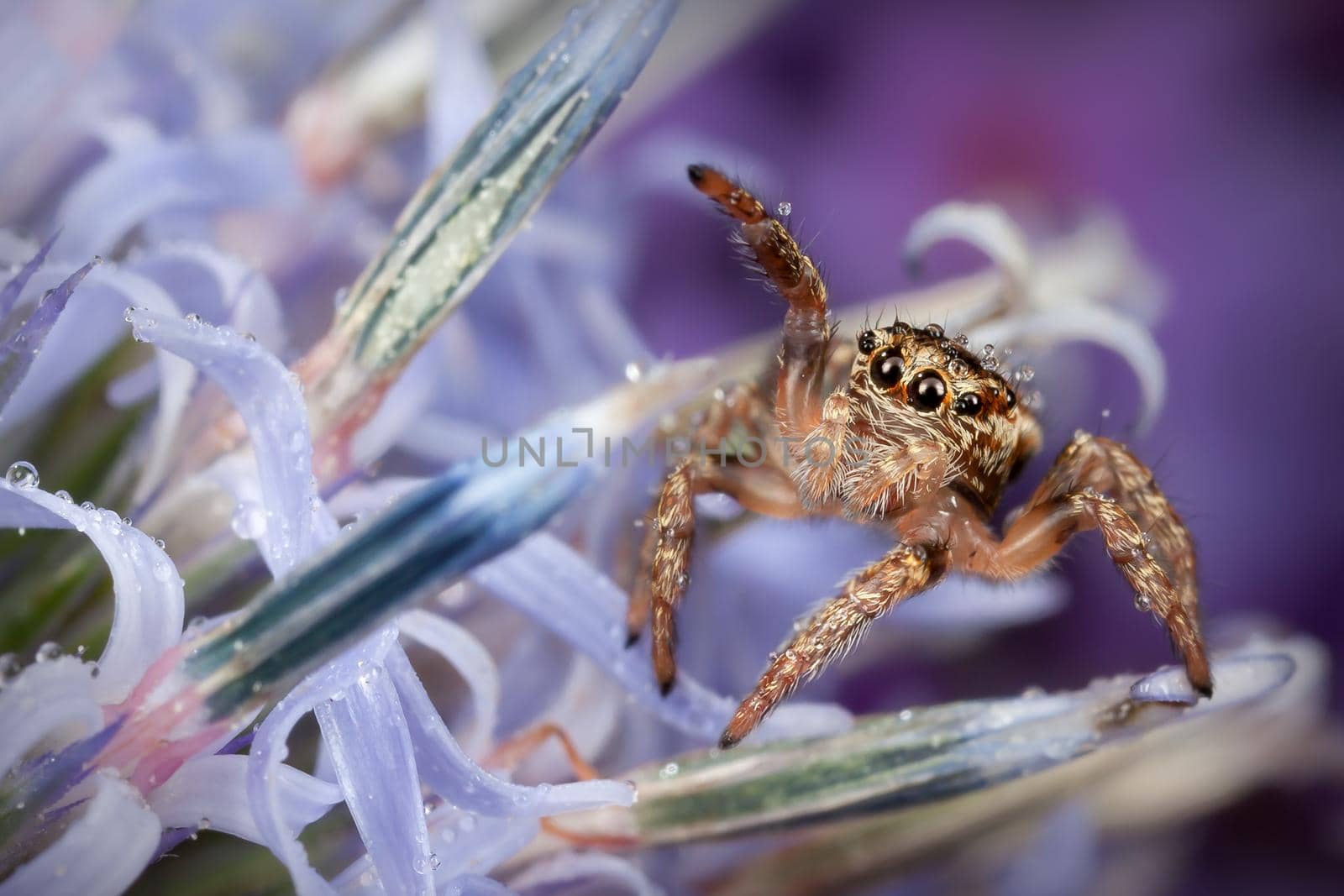 Jumping spider on the blue Sea holly flower by Lincikas