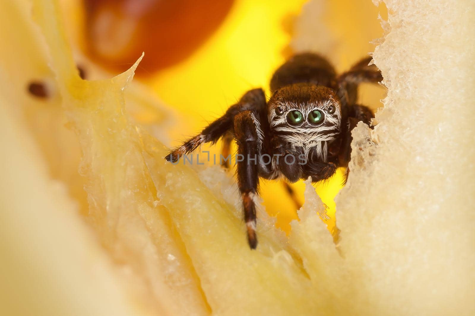 Jumping spider inside yellow chopped apple looking at the camera by Lincikas