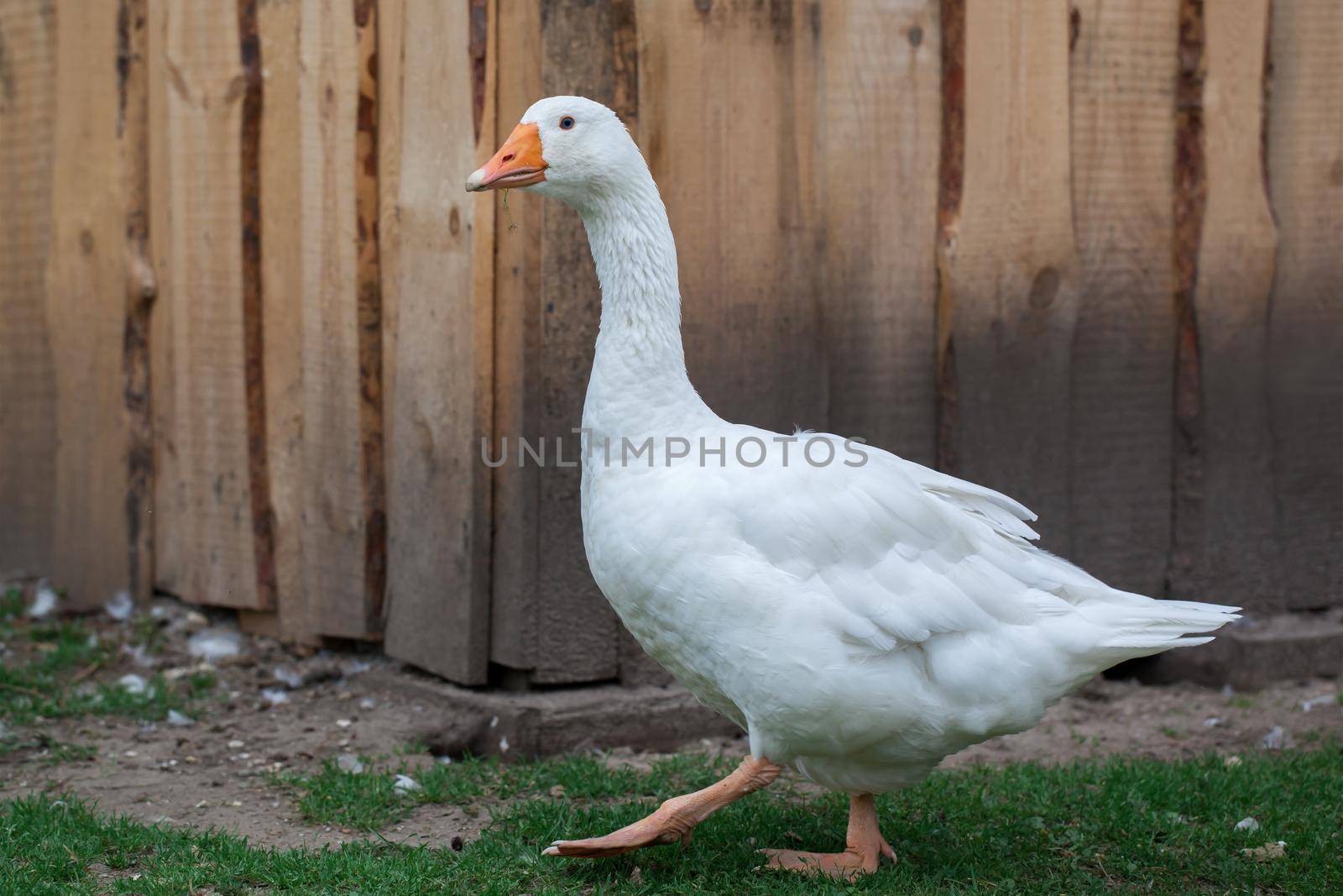 Lone white geese walking in the yard next to a wooden fence