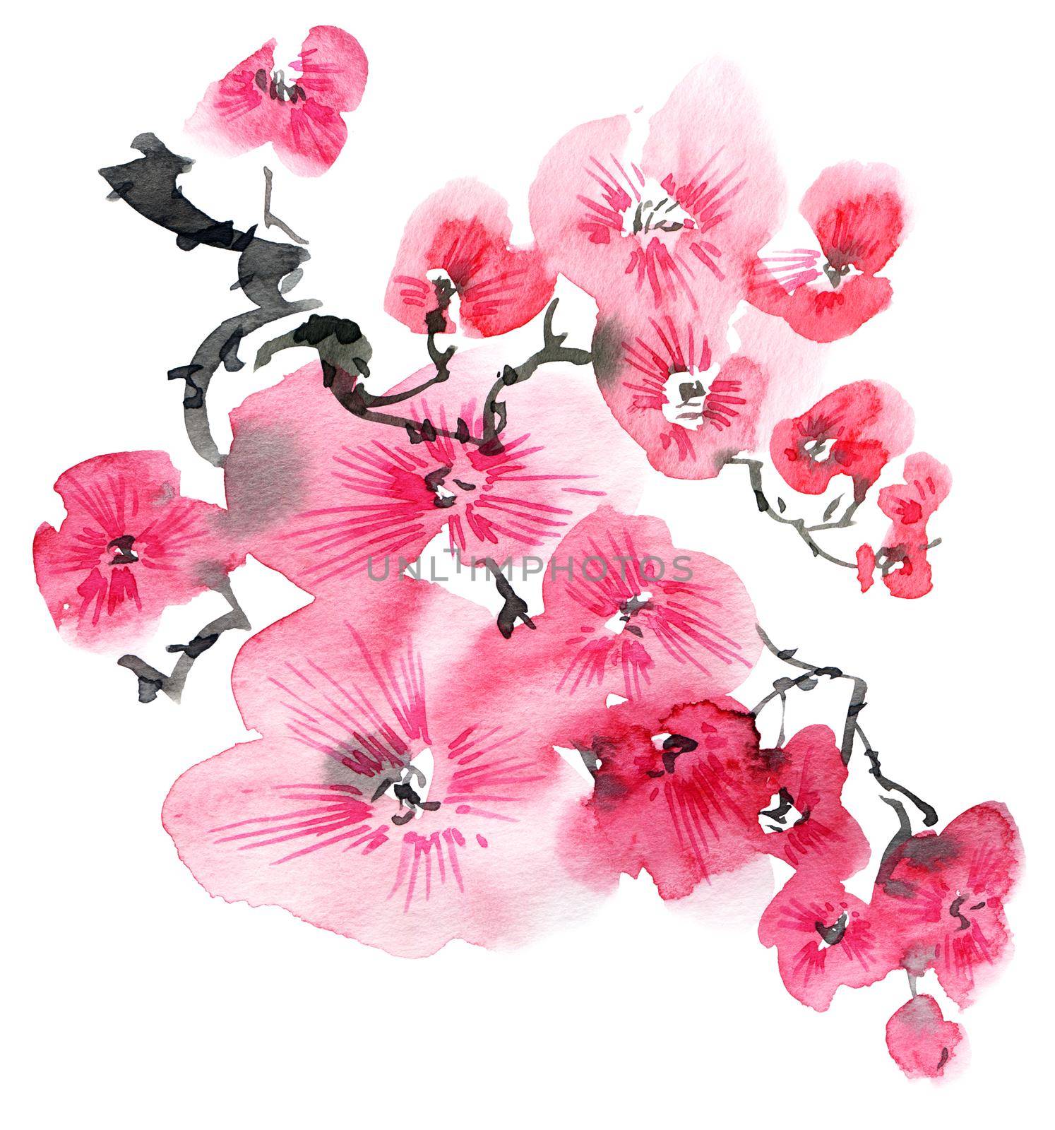 Watercolor and ink illustration of blossom sakura tree with pink flowers and buds. Oriental traditional painting in style sumi-e, u-sin and gohua. Tree branch on white background.