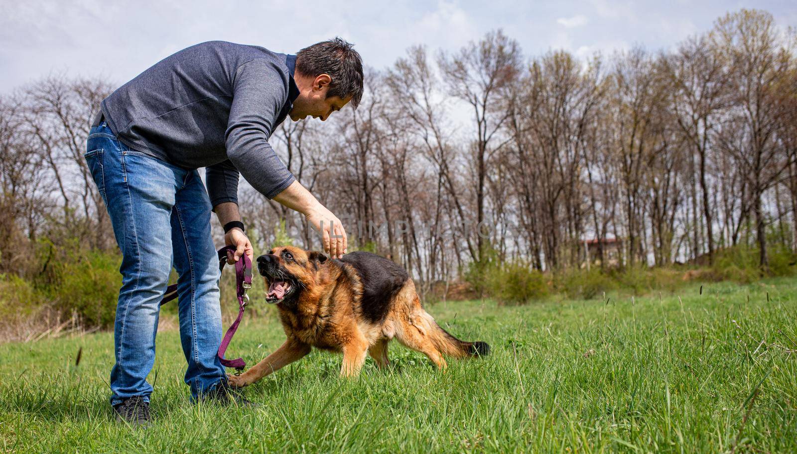A men is playing with his dog - a German Shepherd on a green grass lawn in spring time.