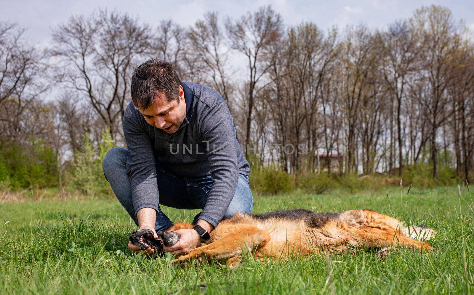 Man Playing With His German Shepherd Checking Teeth by vilevi