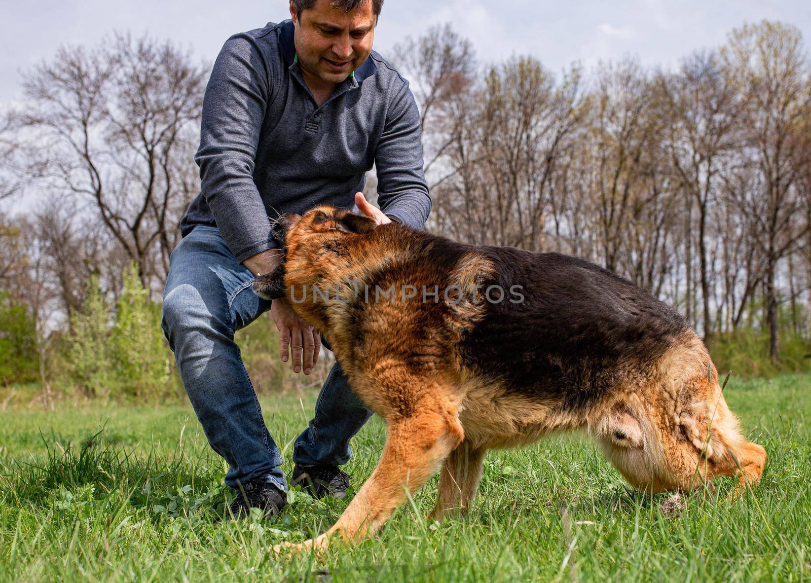 An adult male is being attacked by a German Shepherd as part of a play on a green grass lawn during spring time.