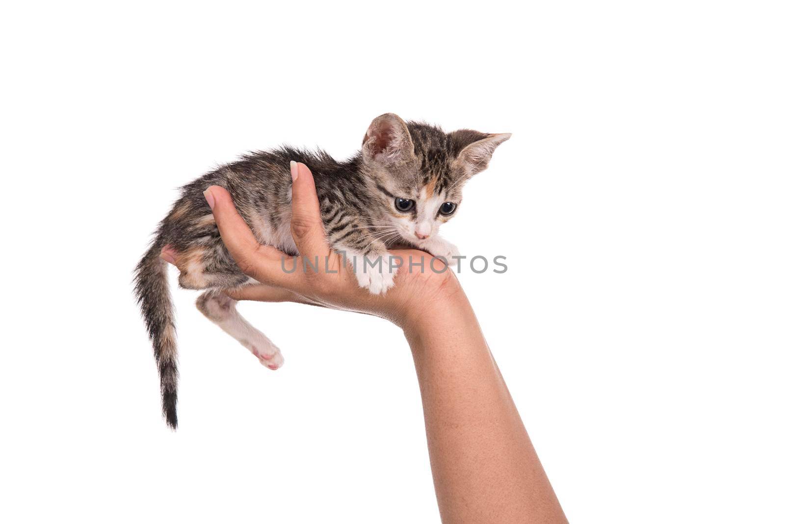 Small kitten in human hand on white background