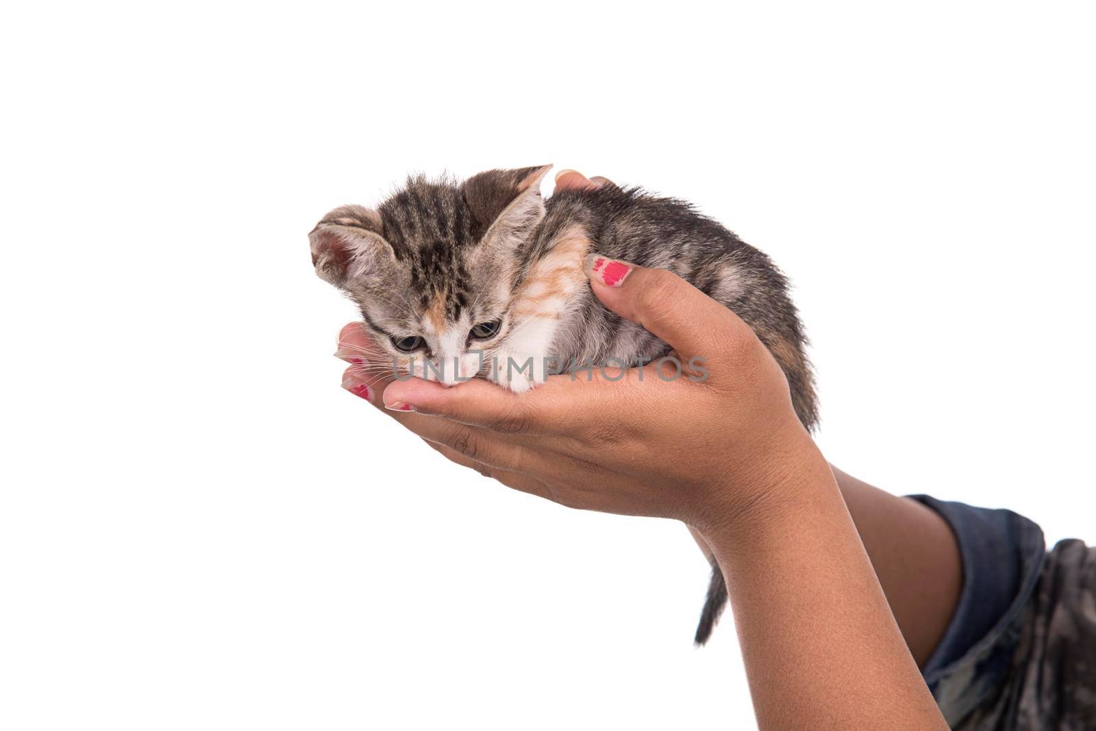 Small kitten in human hand on white background