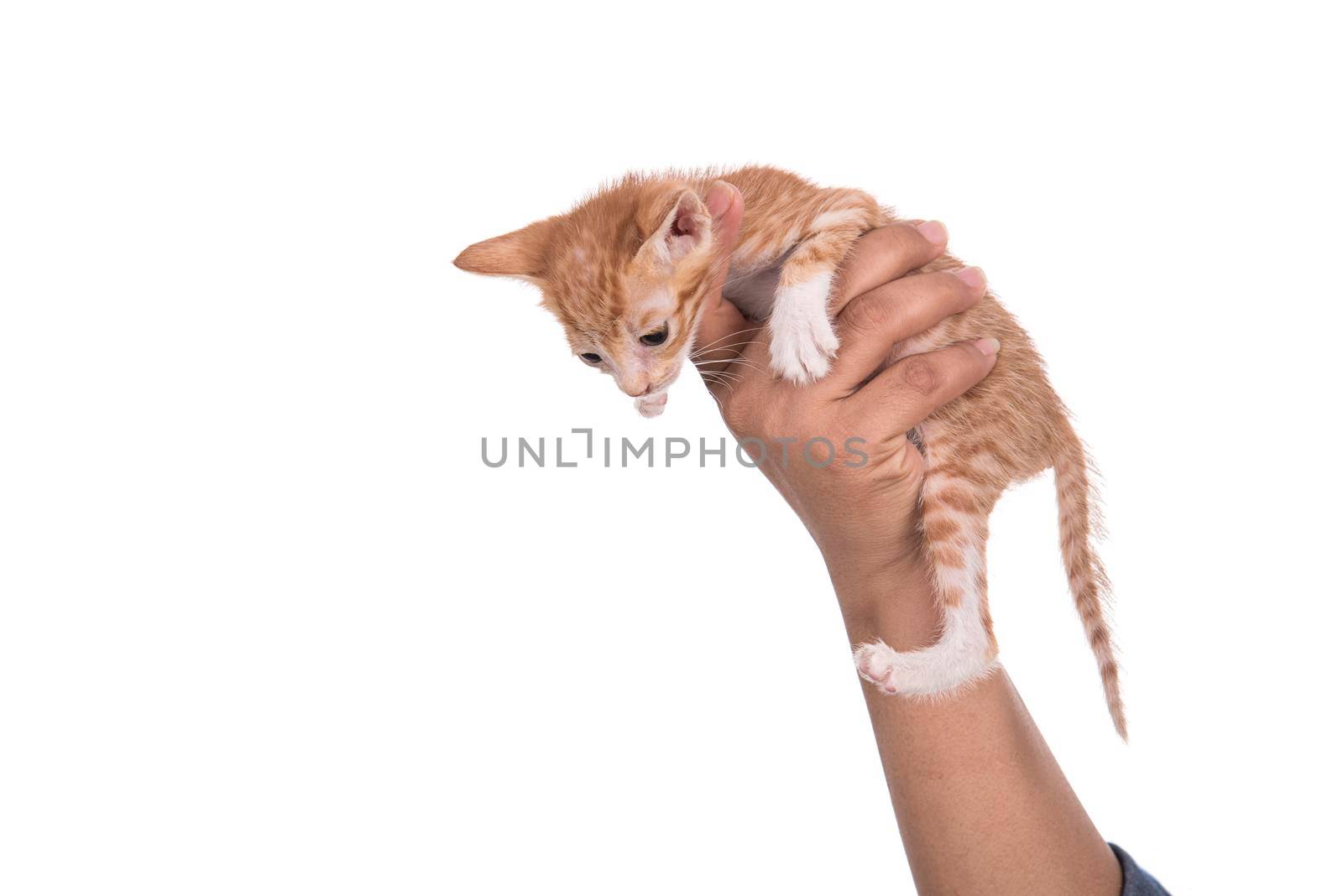 Small kitten in human hand on white background by DipakShelare