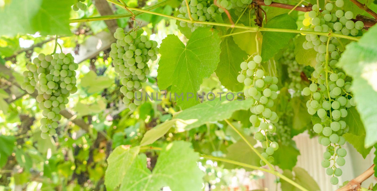 Fascicle of green grape growing among the leaves. Vine branch with racemules of green grape