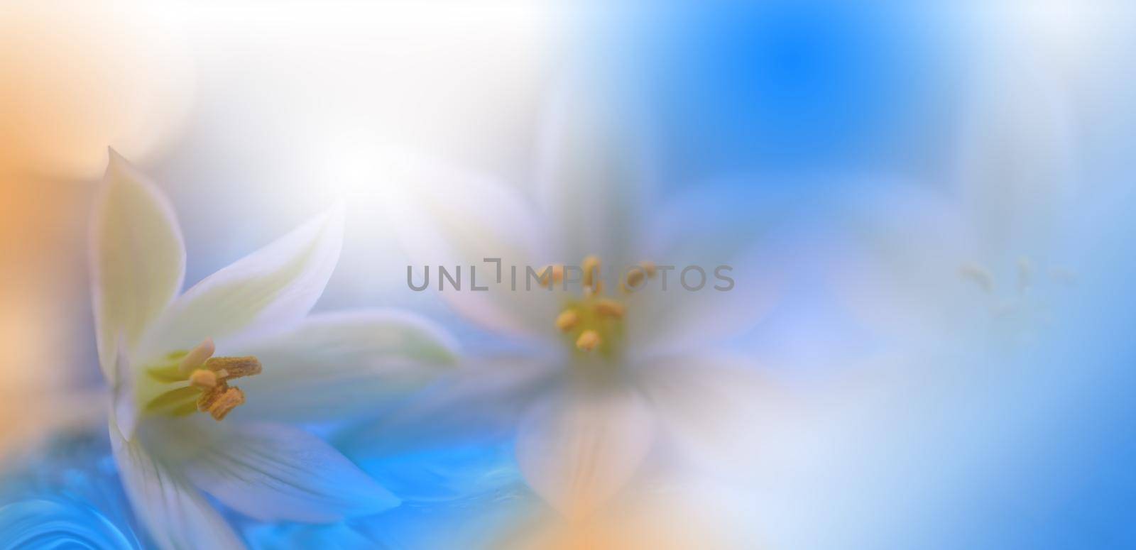 Beautiful Nature Background.Floral Art Design.Abstract Macro Photography.White Flower.Pastel Flowers.Blue Background. by Juliana_Nan