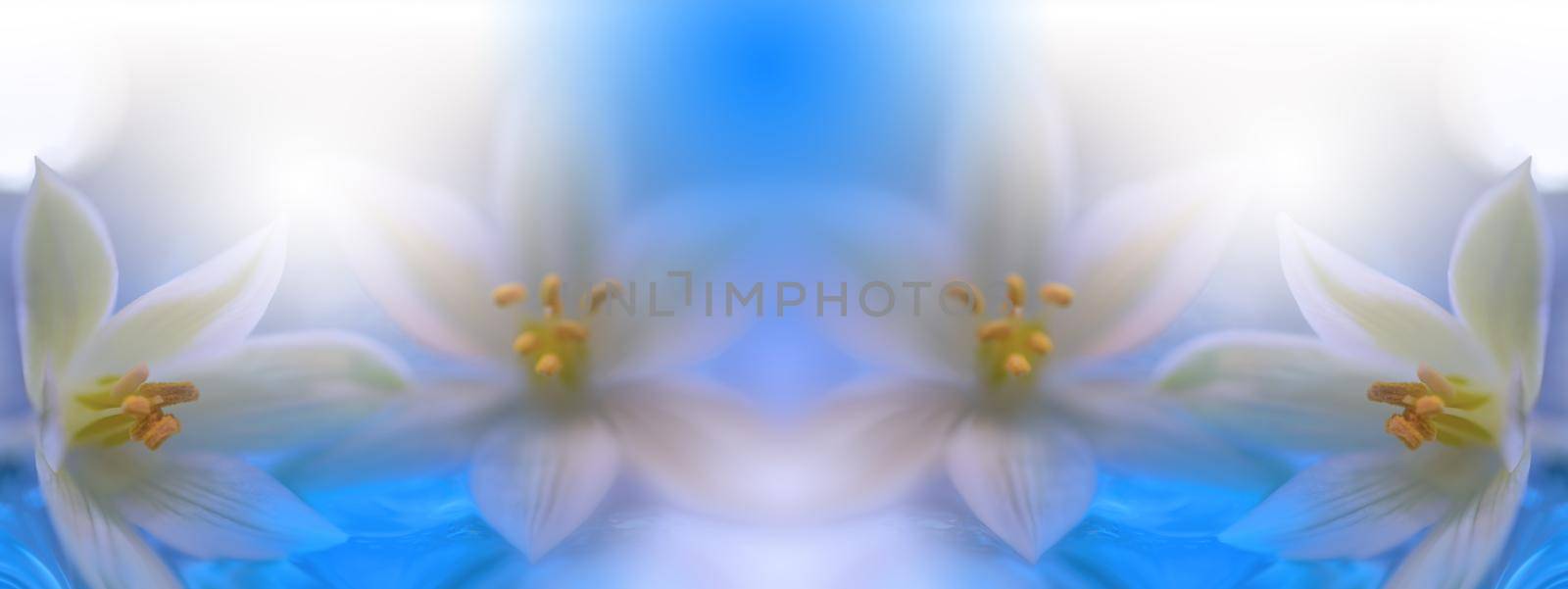 Beautiful Nature Background.Floral Art Design.Abstract Macro Photography.White Flower.Pastel Flowers.Blue Background.Creative Artistic Wallpaper.Wedding Invitation.Celebration,love.Close up View.Happy Holidays.Vibrant Color.Copy Space.