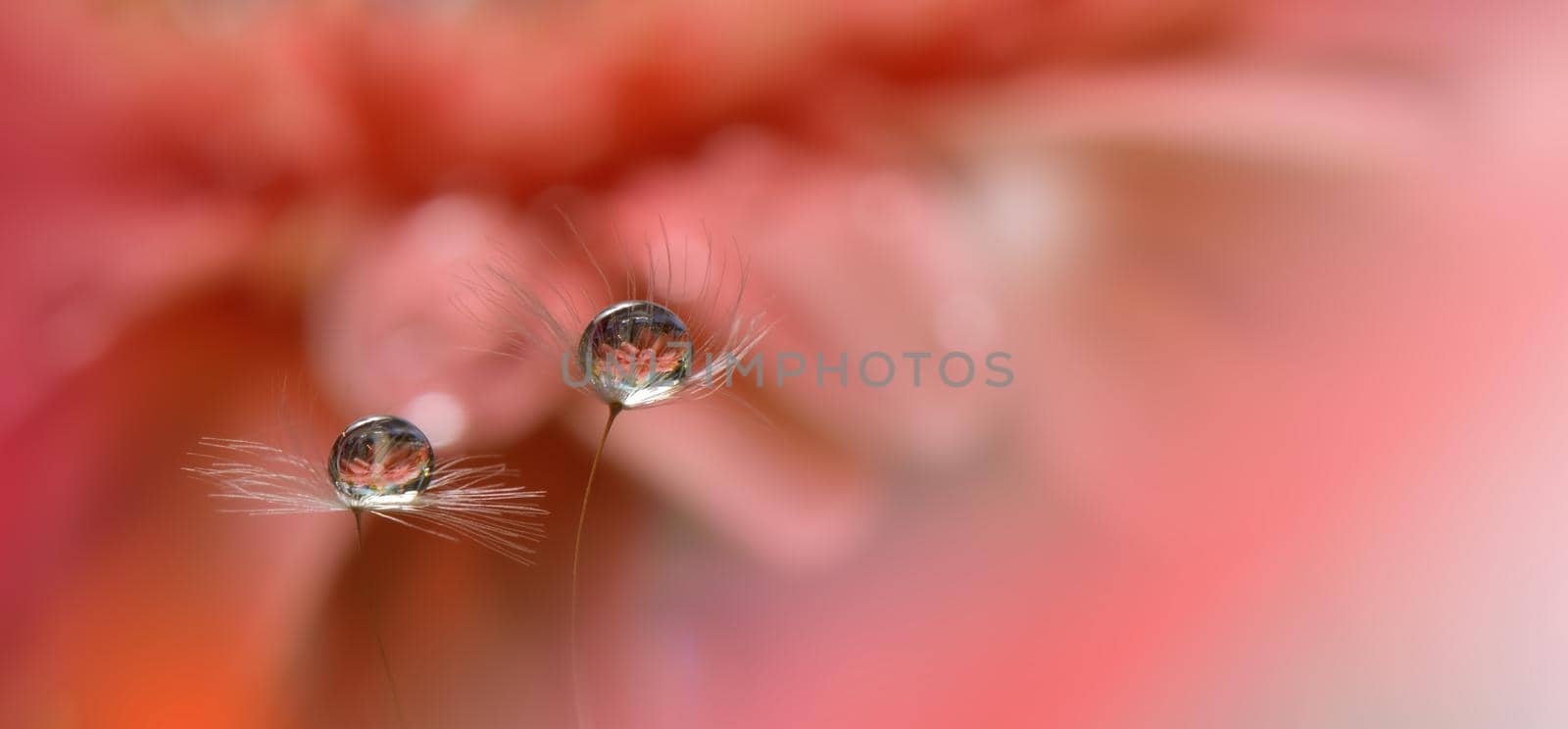 Beautiful Nature Background.Floral Art Design.Abstract Macro Photography.Pastel Flower.Dandelion Flowers.Orange Background.Creative Artistic Wallpaper.Wedding Invitation.Celebration,love.Close up View.Water Drops.Tranquil Natural Background.