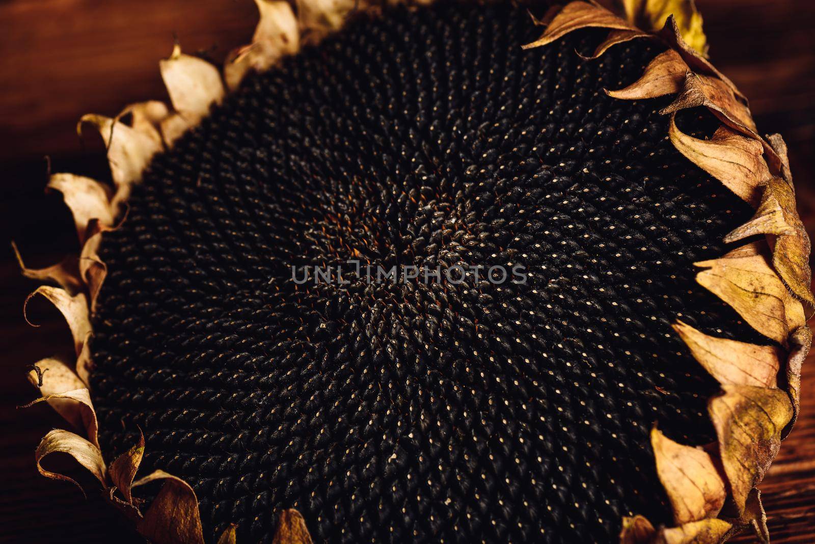 Dried sunflower head on the wooden table