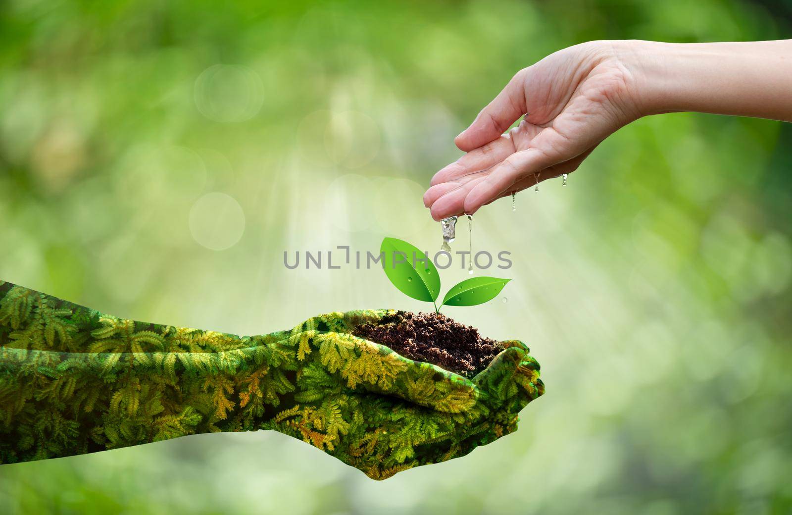 Girl hands watering the trees growing in green hands on bokeh green background. Ecology and Nature concept. by thanumporn