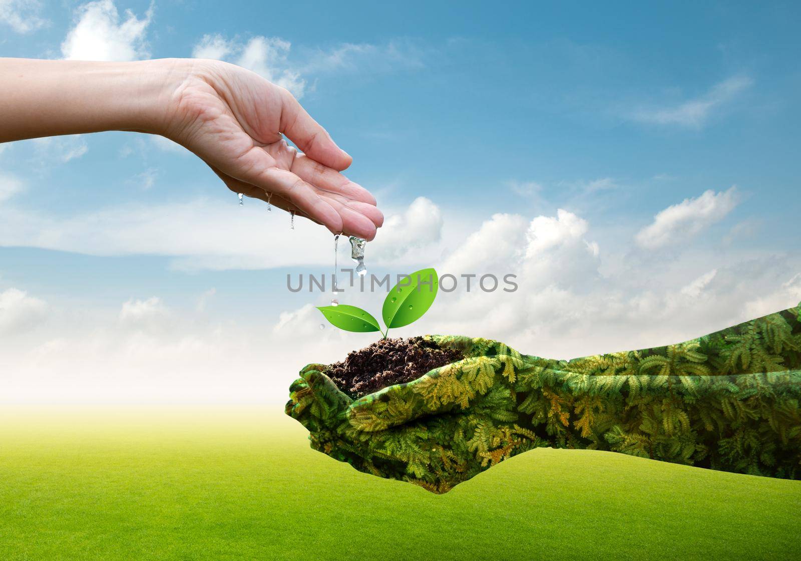 Girl hands watering the trees growing in green hands on beautiful nature  background. Ecology and Nature concept. by thanumporn