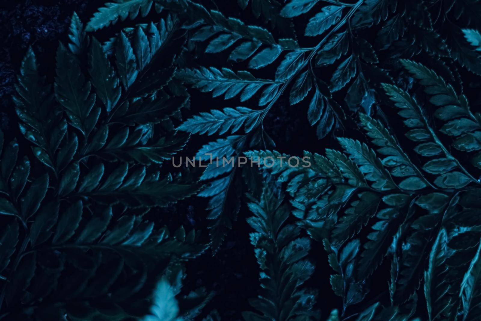 Blue plant leaves at night as surreal botanical background, minimal design backdrop