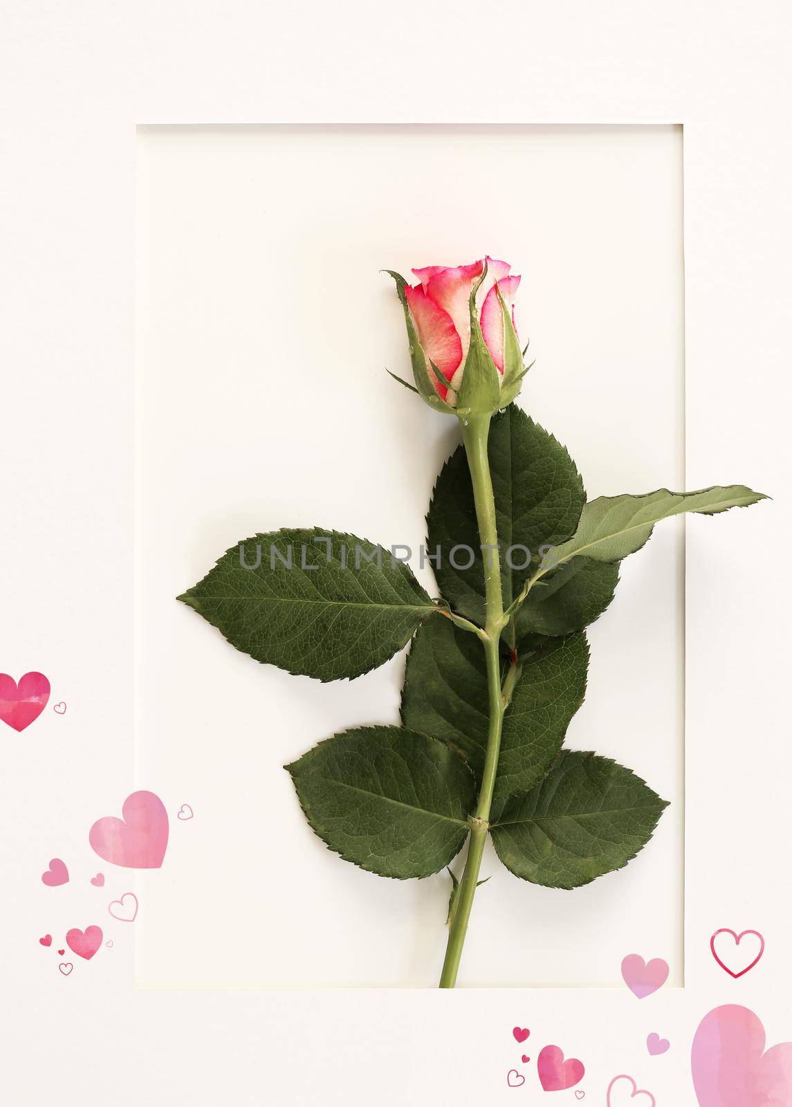 Love card with rose, Birthday, mothers day, Valentines day, Mothers day greeting card. Red pink rose flower on white frame. Top view, copy space, place for text. Cards for romantic love greetings