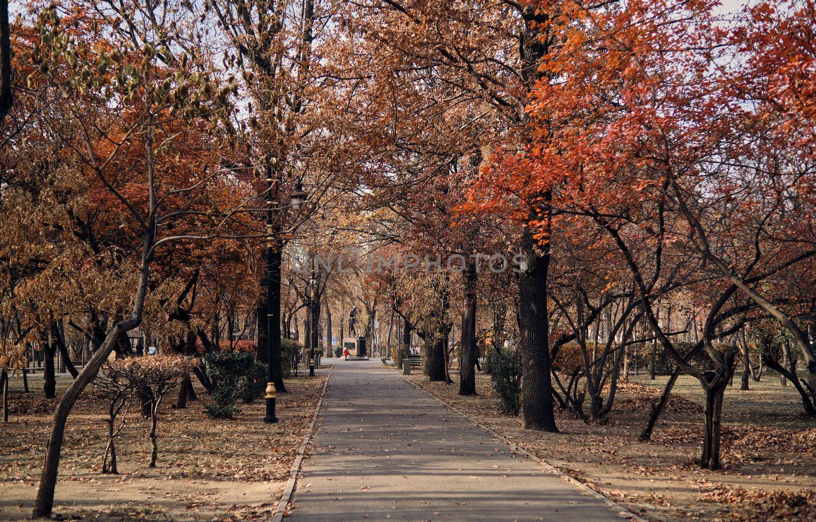 Treelined footpath in a park by snep_photo