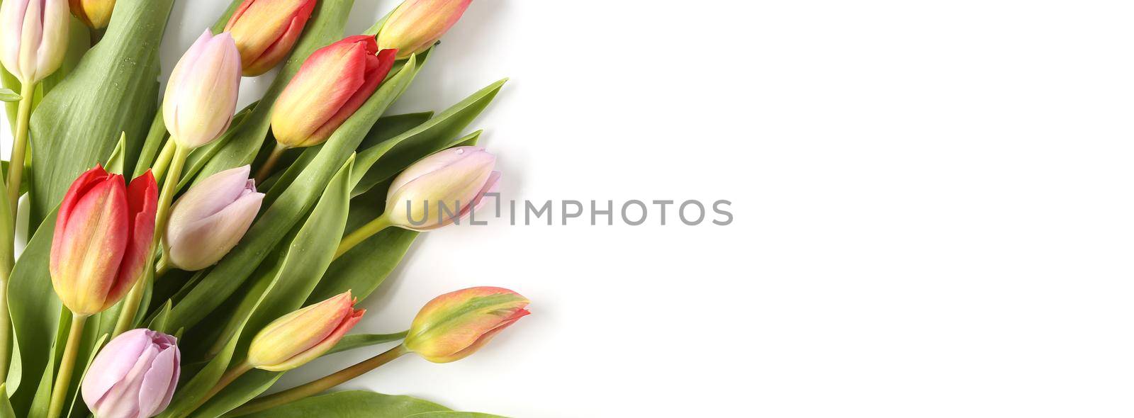 Elegant beautiful tulip flowers card on white background. Fresh bouquet of spring tulips over white. Spring, celebration, birthday, Mothers day, Women's Day, Easter, Valentines day, Horizontal