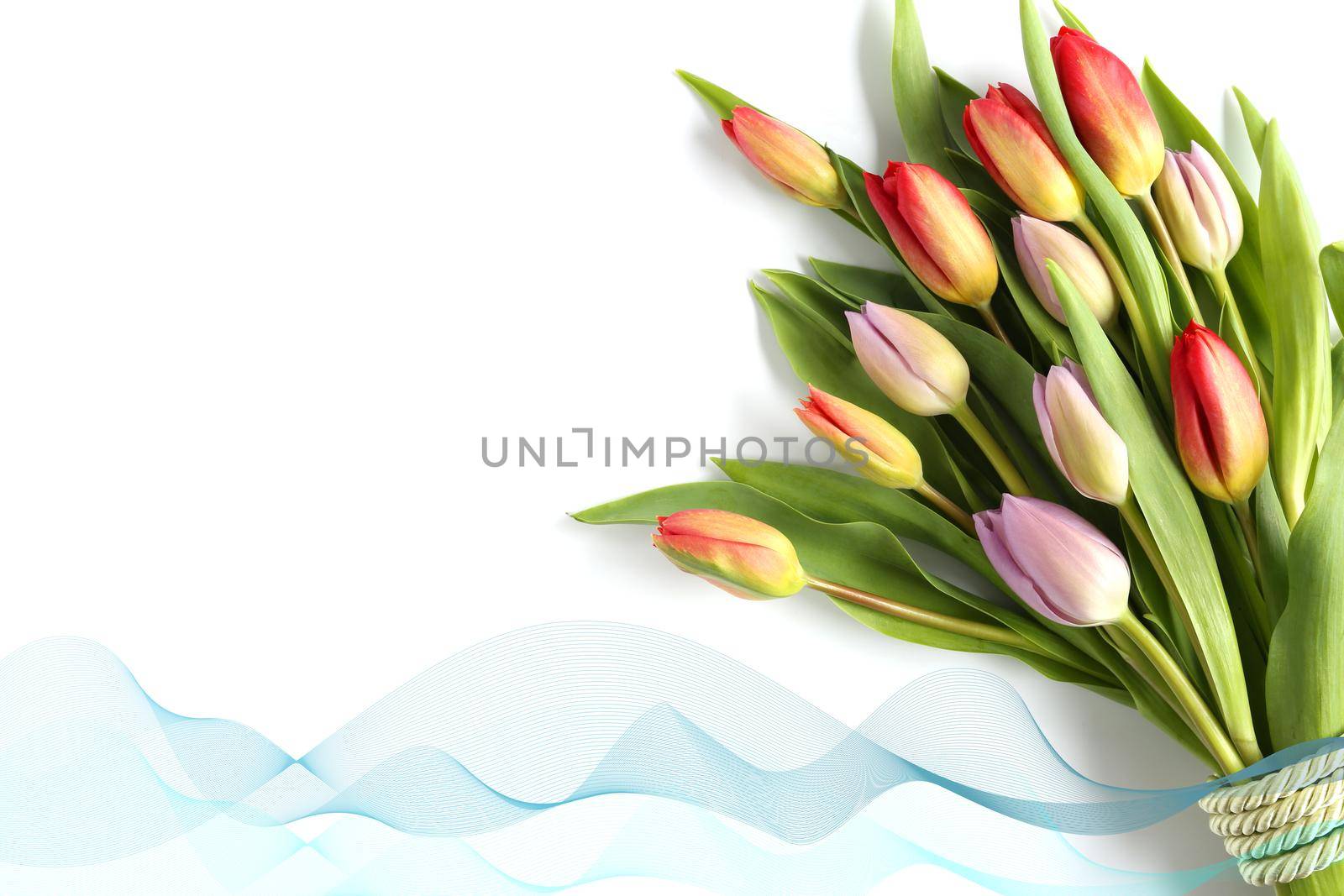 Beautiful tulip flowers on white background. Beautiful fresh bouquet of spring tulips, ribbon over white. Spring, celebration, birthday, Mothers day, Women's Day, Easter, Valentines day, gift. Mock up