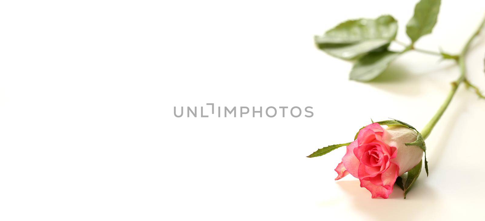 Closeup pink rose flower on white background.