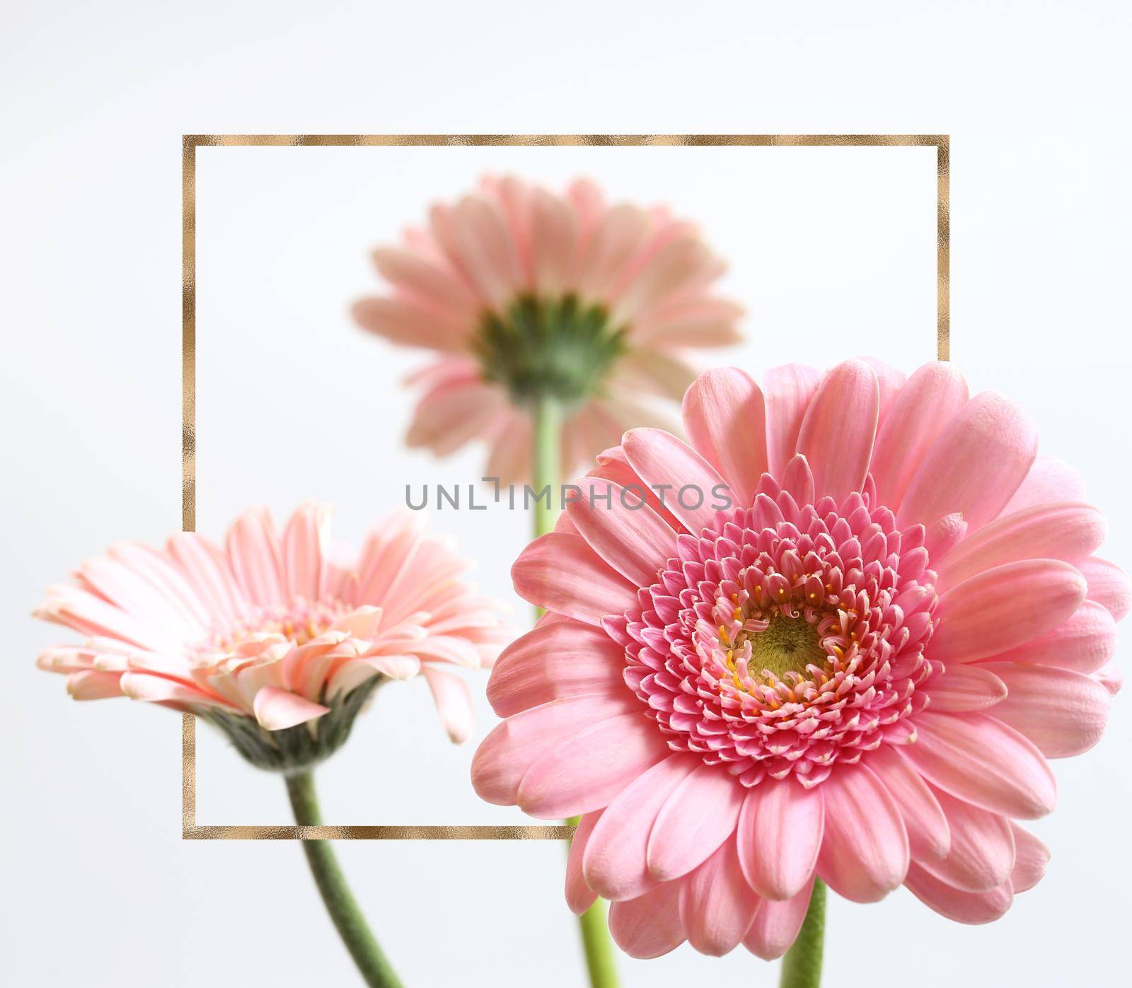 Beautiful pink flowers on white background. Bunch of spring summer gerbera flowers in gold frame.