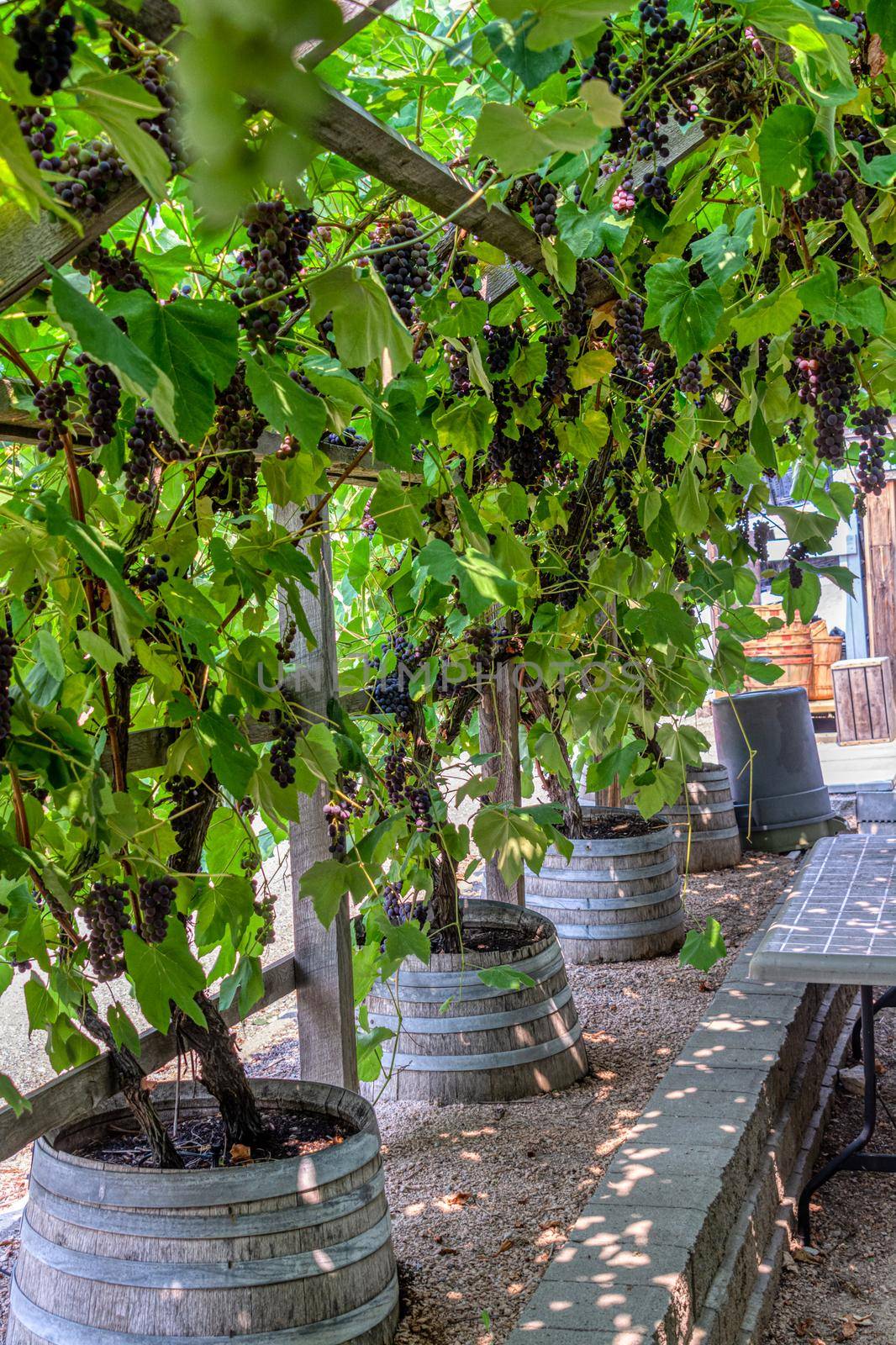 Vine yard half-house covered with black vine plants growing from wooden barrels