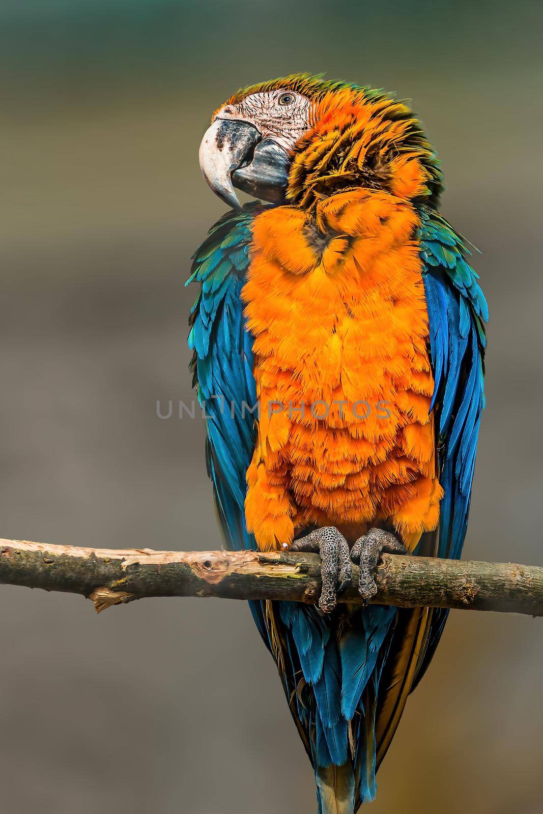 a beautiful colorful bird sits and looks