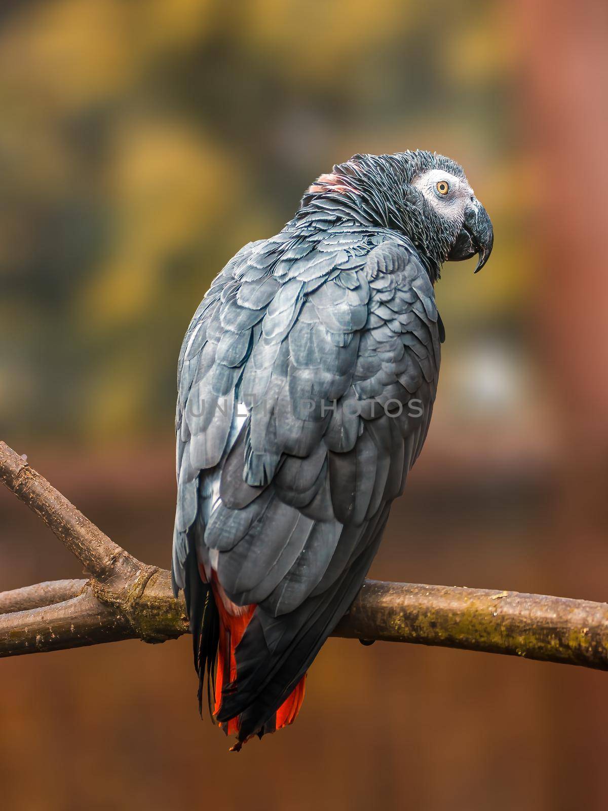 a beautiful colorful bird sits and looks